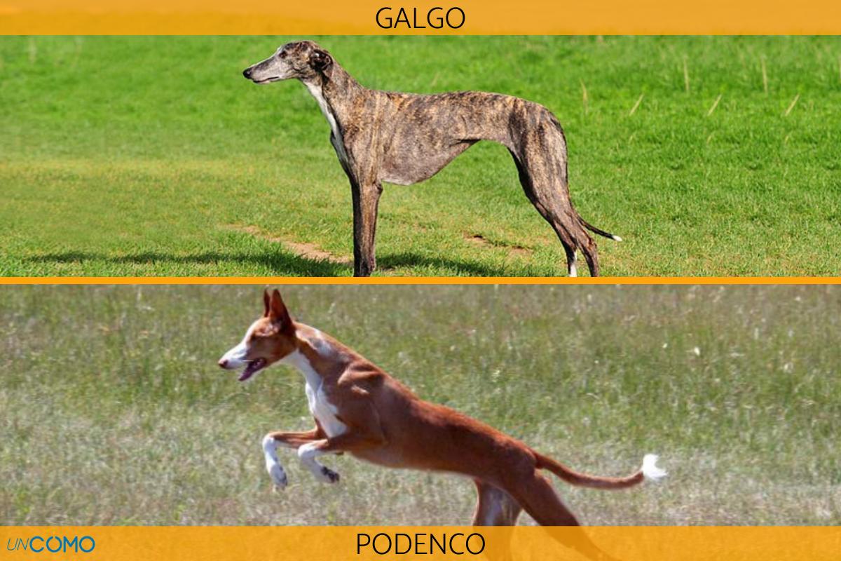 Diferencia entre galgo y podenco