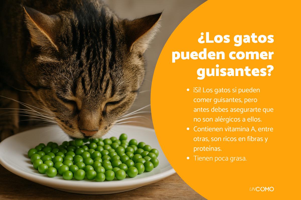 ¿Los gatos pueden comer guisantes? Te explicamos cómo dárselos