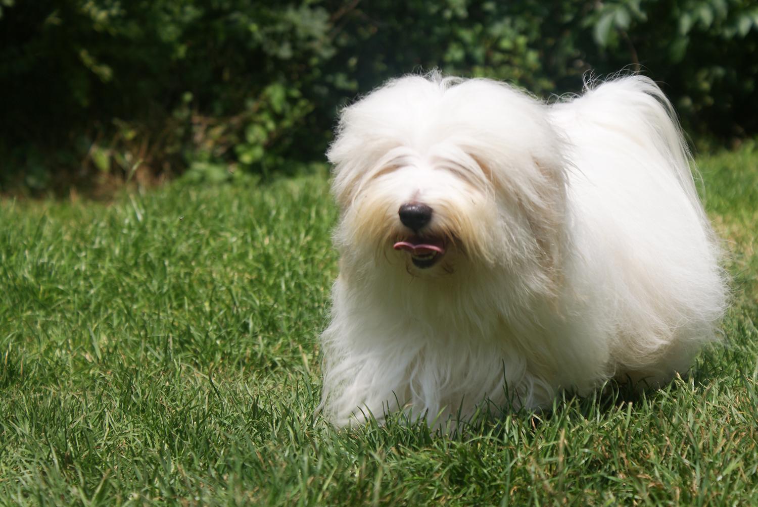 qué tipo de juguetes para perros le gustan a un coton de tulear
