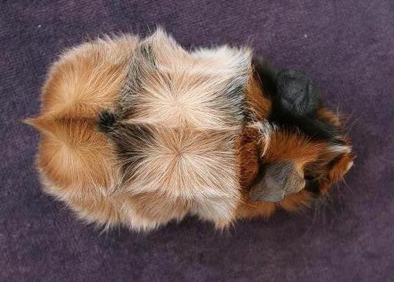 Cuáles son las diferentes razas de las cobayas - Abisina