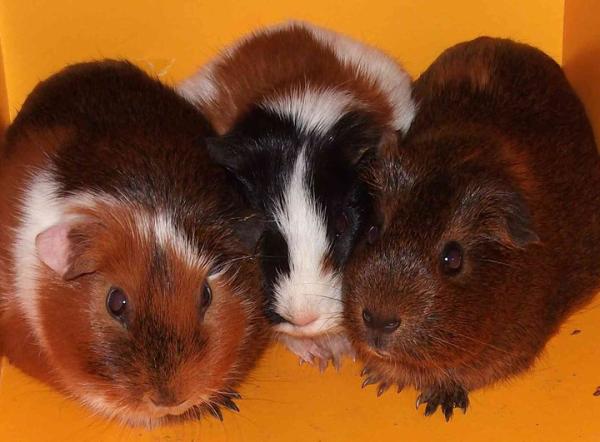 Cuáles son las diferentes razas de las cobayas