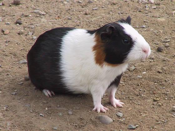 Cuáles son las diferentes razas de las cobayas - Inglesas o americanas