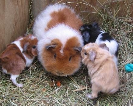 Cuáles son las diferentes razas de las cobayas - Otras razas