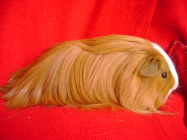 Cuáles son las diferentes razas de las cobayas - Peruana