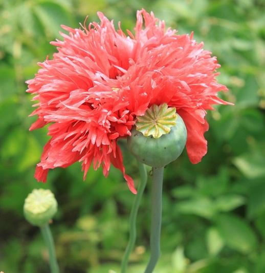 Cuáles son los efectos del opio