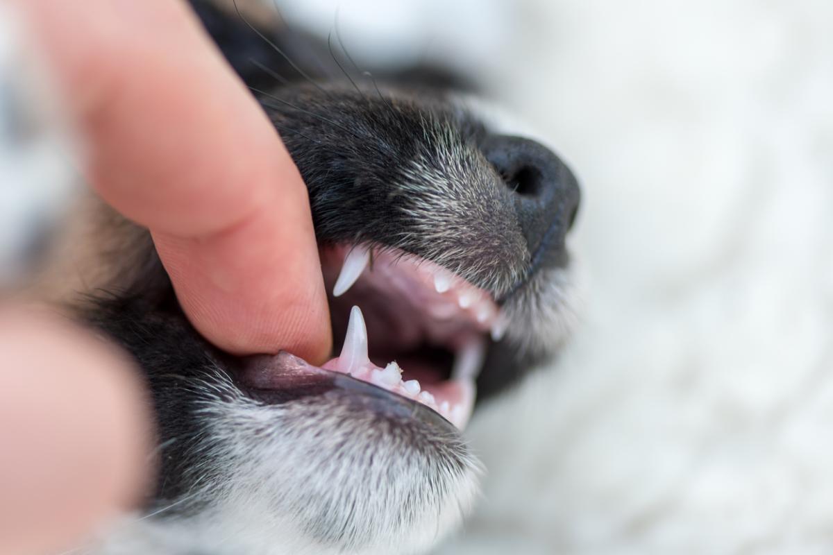 Cuándo cambian los dientes los perros