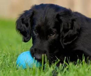 cuantas calorias quemas paseando a un perro por 30 minutos