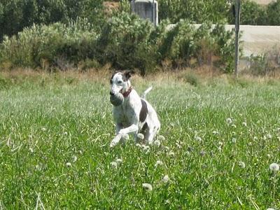 cuantas calorias quemas paseando a un perro por 30 minutos