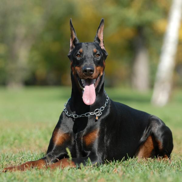 que raza de perros hace un doberman