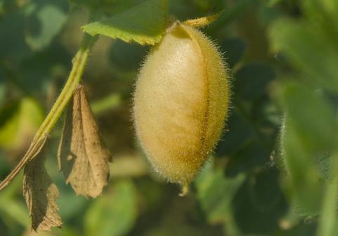 Cómo plantar lentejas - Cómo plantar lentejas en casa - paso a paso