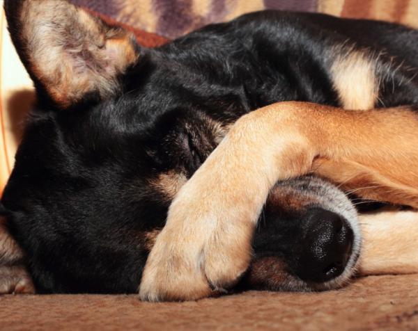 Cómo curar un orzuelo a un perro