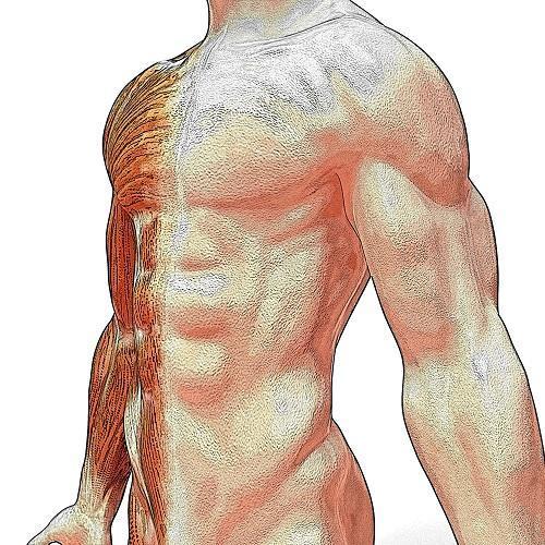 Cómo estudiar anatomía