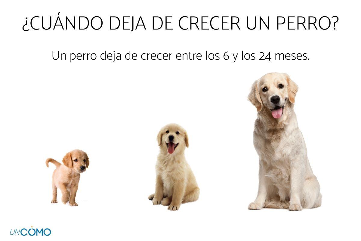 Cuándo deja de crecer un perro
