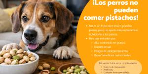 ¿Los perros pueden comer pistachos? Descubre los riesgos y por qué evitarlos