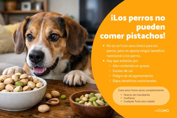 ¿Los perros pueden comer pistachos? Descubre los riesgos y por qué evitarlos
