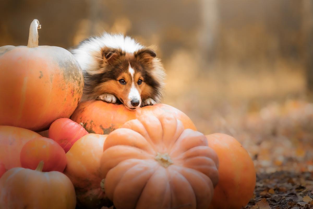 Calabaza para perros: beneficios, dosis y cómo prepararla