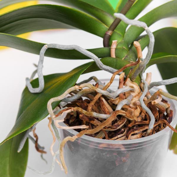 raíces de plantas de orquídeas