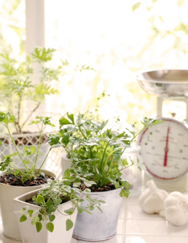 Plantas para decorar cocinas