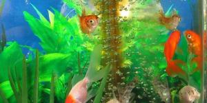 Cómo cuidar los peces correctamente