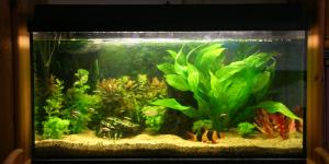 Cómo elegir un acuario 