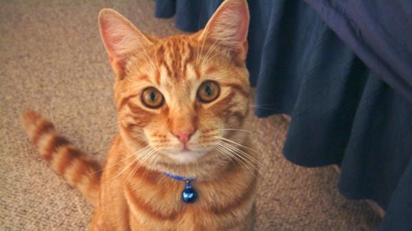 Por qué no debes poner un cascabel a tu gato