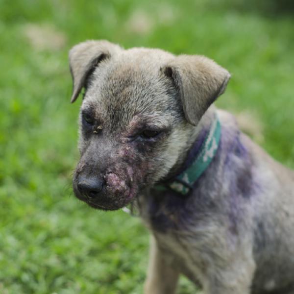 pueden los ácaros del polvo causar picazón en los perros