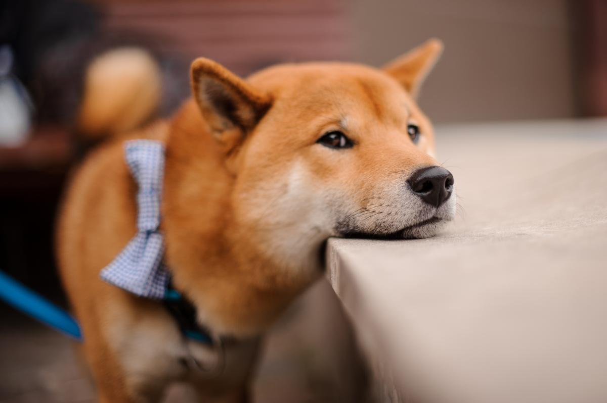 Cómo cuidar a un perro shiba inu