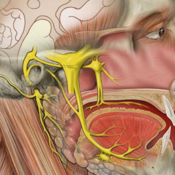 Alimentos Prohibidos Para La Neuralgia Del Trigémino: Evítalos Ya