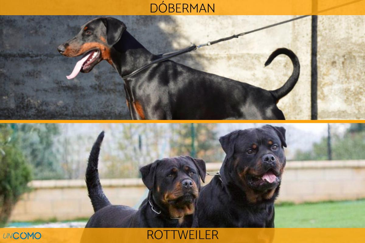 Diferencia entre dóberman y rottweiler
