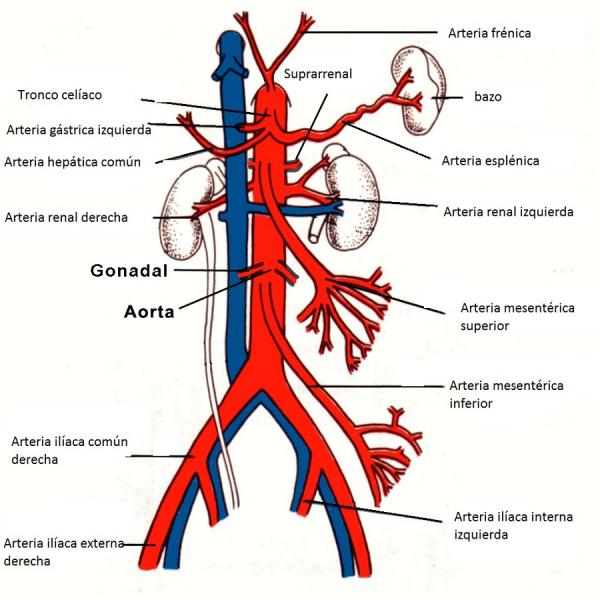 Cuál es la diferencia entre arterias y venas