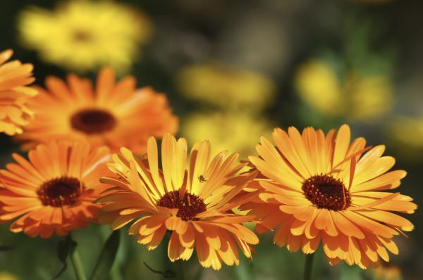 Plantas repelentes de mosquitos - Caléndula
