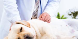 Cómo evitar la torsión de estómago en perros