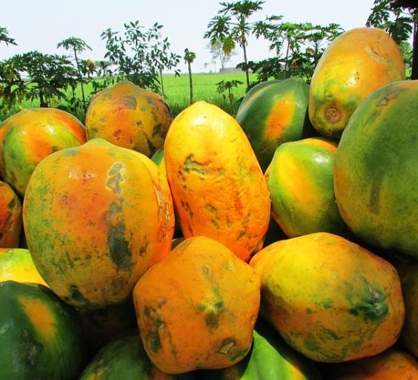 Cómo se come la papaya - Paso 1