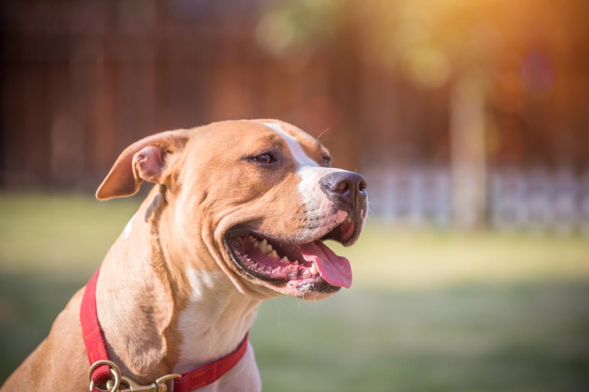 Cómo es el temperamento del American Pitbull Terrier
