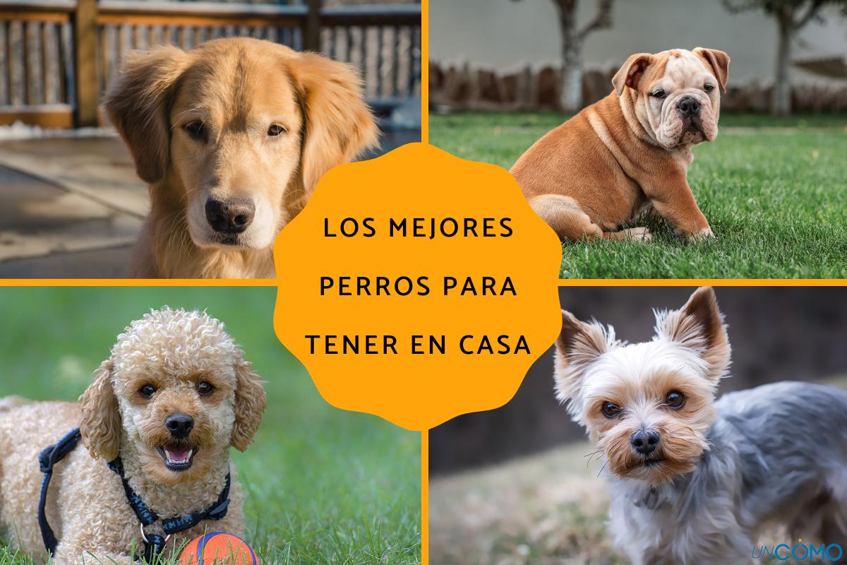 Los mejores perros para tener en casa
