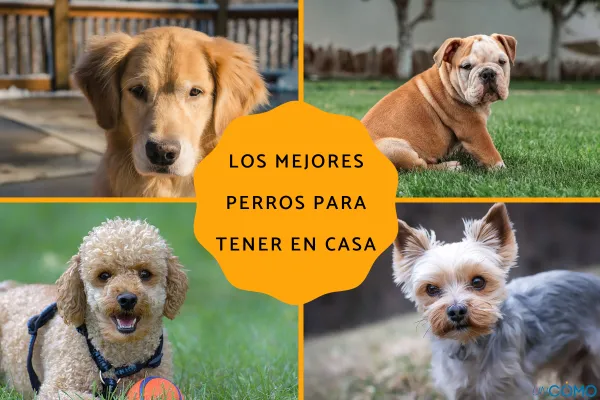 qué tienen de bueno los perros