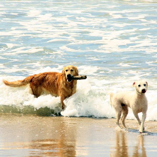 Playas para ir con perros en España - Playas españolas para ir con perros: Cantabria