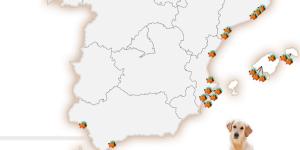 Playas para ir con perros en España