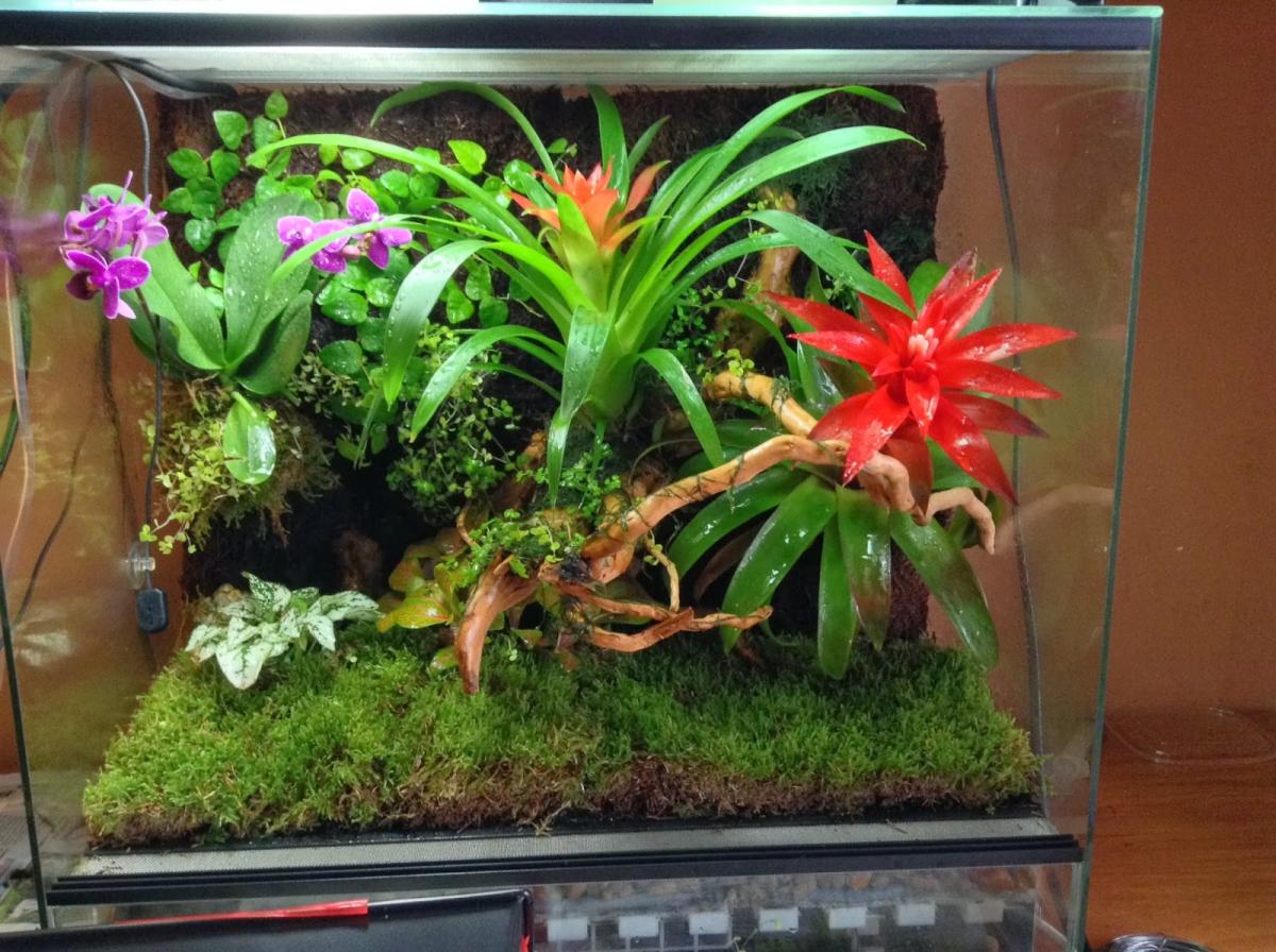 Cómo hacer un terrario tropical