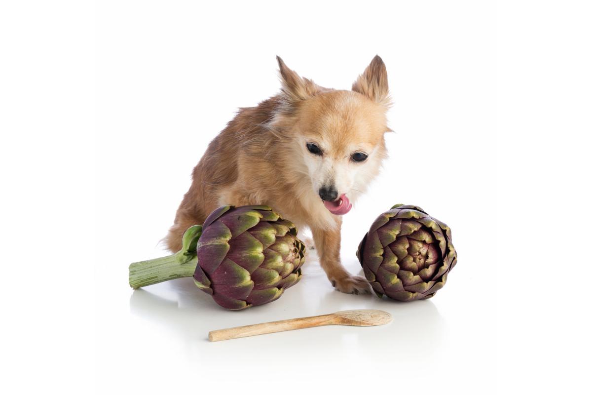 ¿Los perros pueden comer alcachofas?