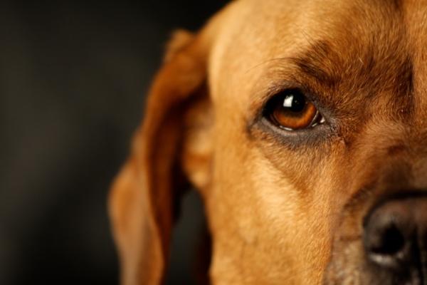 Qué puede comer un perro con anemia - Paso 3