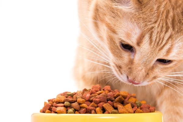 Cómo eliminar el sarro en los gatos - los mejores consejos - Alimentos que ayudan a limpiar los dientes del gato