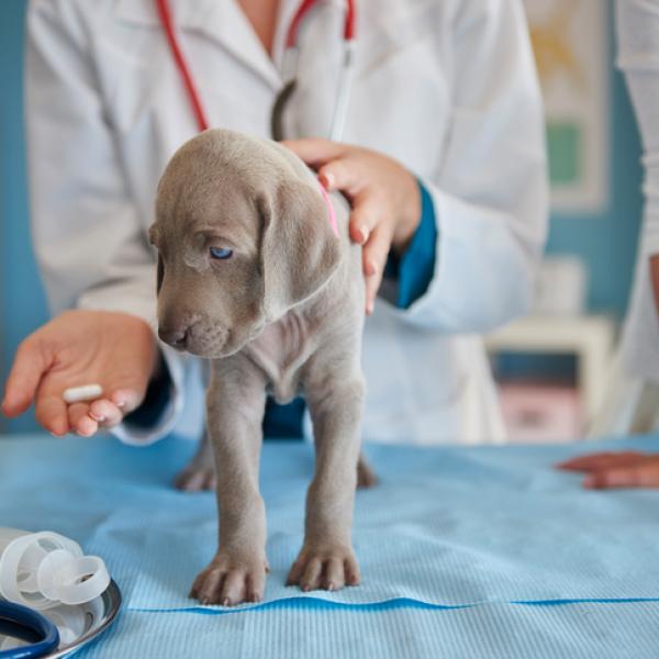 cuanto tardan en desparasitar a los cachorros