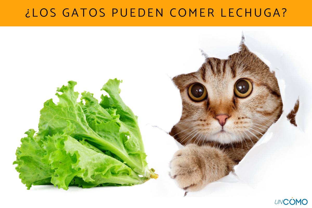 ¿Los gatos pueden comer lechuga?