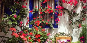 Patios de Córdoba: qué ver, cuándo visitarlos y consejos para visitarlos en 2026