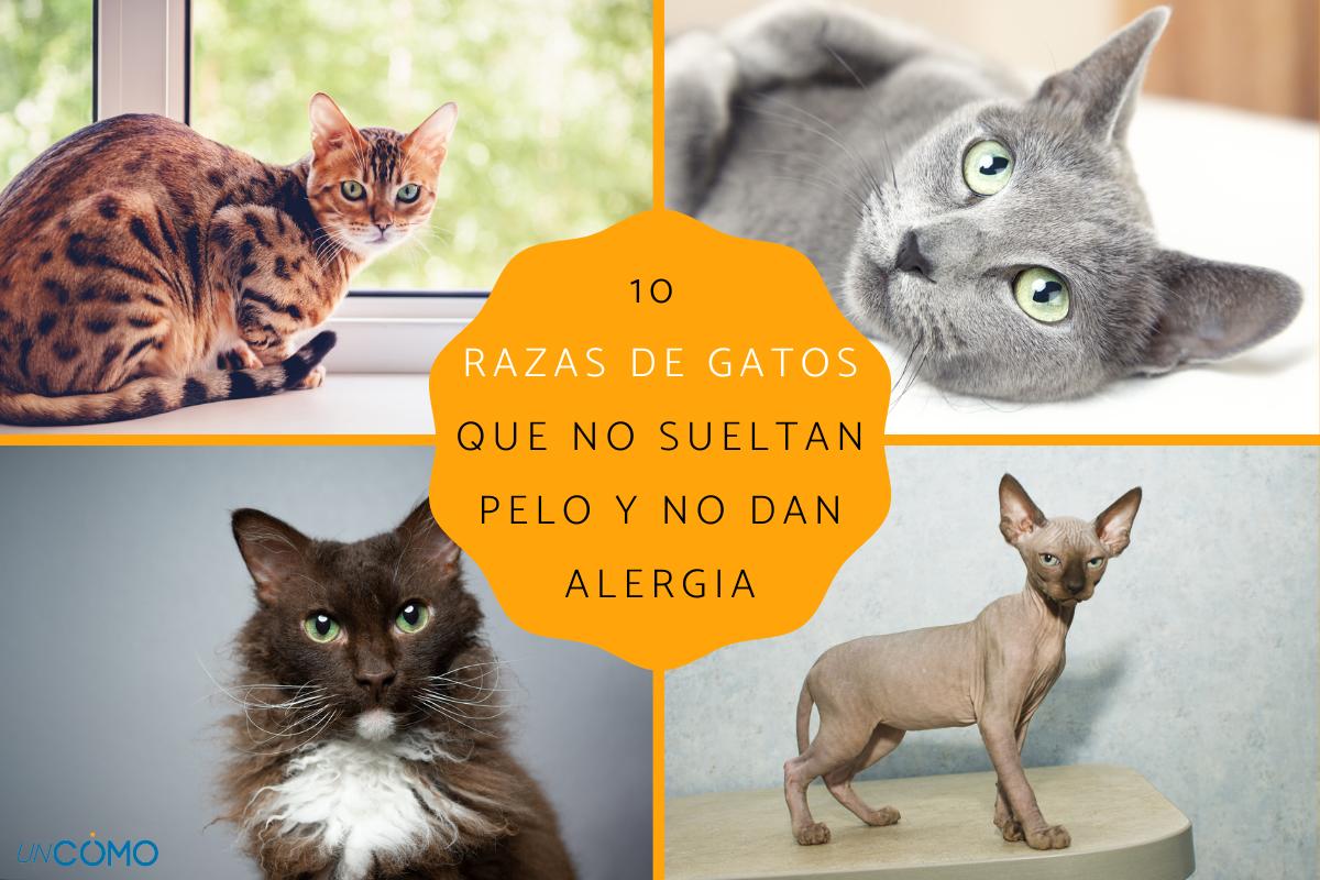 Razas de gatos que no sueltan pelo y no dan alergia
