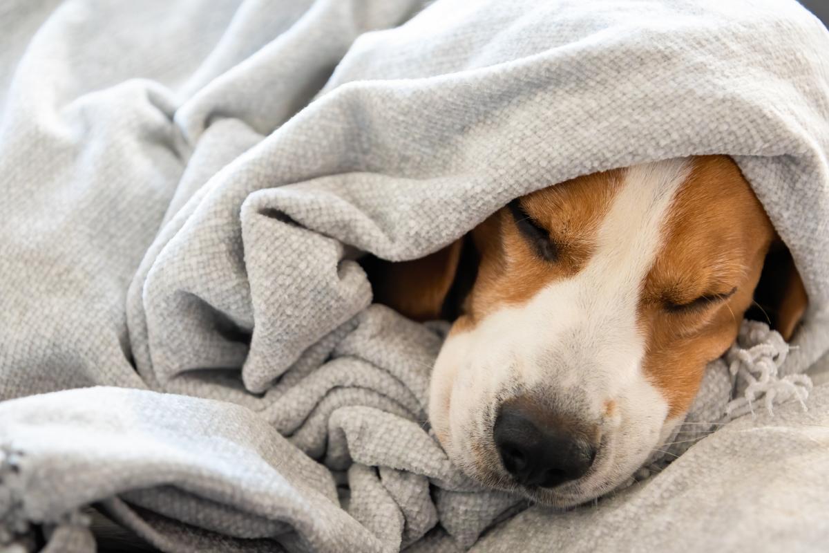 ¿Hay que tapar a los perros para dormir?