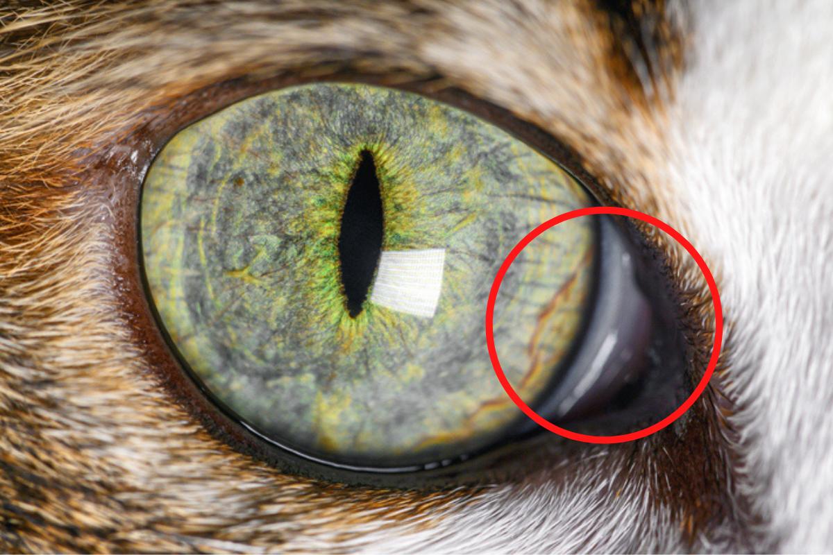 Tercer párpado en gatos: qué es, causas y tratamiento