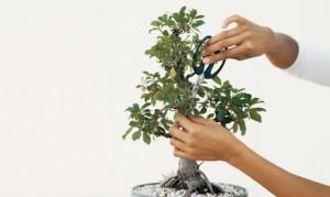 10 consejos sencillos para cultivar un bonsái - Consejos sencillos para cultivar un bonsái con éxito