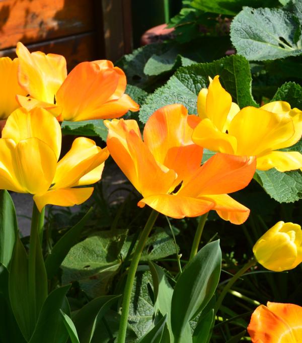 Cómo decorar mi jardín con poco dinero